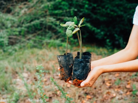 Ilustrasi menanam mangrove Foto: Shutter Stock