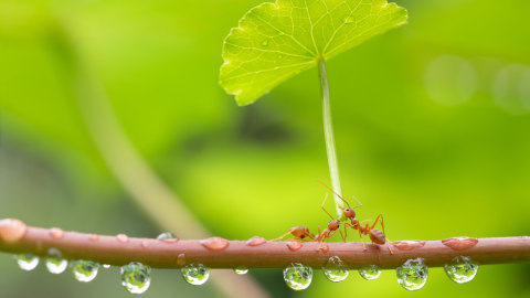 Ilustrasi semut minta hujan. Foto: Shutter Stock