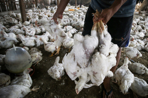 Pedagang menyiapkan ayam potong untuk pembeli di salah satu peternakan ayam di Jakarta. Foto: Rivan Awal Lingga/Antara Foto