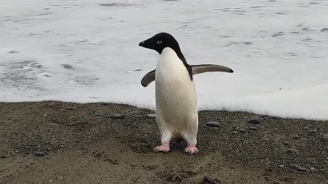 Penguin Adelie (Pygoscelis adeliae) berenang sejauh 3.000 kilometer dari habitat aslinya, Antarktika, ke Selandia Baru. Foto: Harry Singh/Facebook