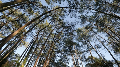 Pohon pinus di Perancis. Foto: REUTERS/Regis Duvignau