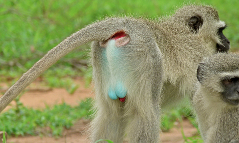 Vervet moyet dengan testis berwarna biru muda.  Foto: Flickr