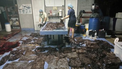 Sampah plastik di perut paus. Foto: Reuters