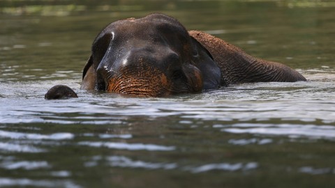 Gajah di Taman Nasional Way Kambas, Lampung saat mandi di kolam. Foto: Aditia Noviansyah/kumparan