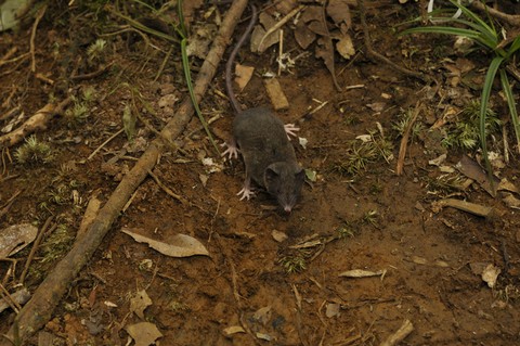 Crocidura pallida, salah satu dari 14 spesies tikus baru yang ditemukan. Foto: Kevin Rowe/Museums Victoria