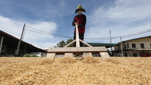 Pekerja menjemur gabah. Foto: ANTARA FOTO/Irwansyah Putra