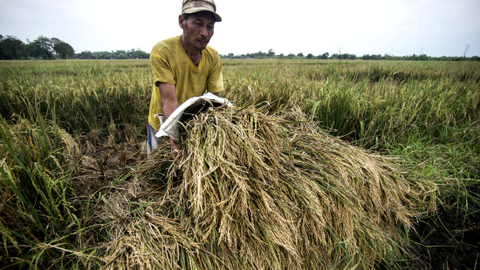 Seorang petani bekerja di sawah di Sidoarjo. Foto: Juni Kriswanto/AFP