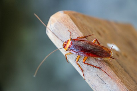 Ilustrasi Kecoa  Foto: Shutterstock 