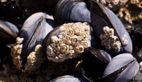 Hewan teritip. Foto: Stux/Pixabay