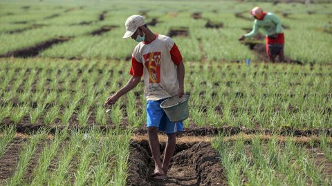 Petani menabur pupuk di area pertanian bawang merah di Kretek, Bantul, DI Yogyakarta, Senin (23/7). Foto:  ANTARA FOTO/Hendra Nurdiyansyah
