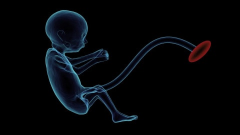 5 Jenis Gerak Bayi Dalam Kandungan Kumparan Com