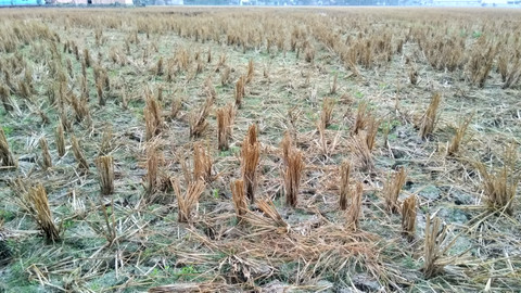 Ilustrasi musim kemarau. Foto: Shutter Stock