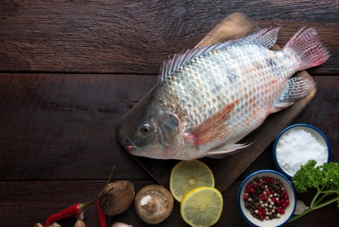 Ilustrasi ikan mujair Foto: Shutter Stock