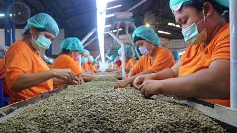 Para pekerja sedang menyortir biji kopi. Foto: Rahmat Utomo/kumparan