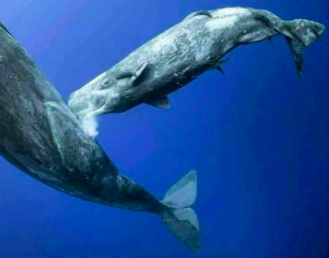 Kisah Nyata Nelayan yang Selamat Setelah Ditelan Ikan Paus