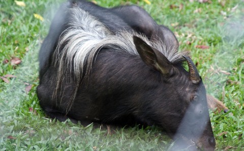 Kambing Hutan Sumatera Langka Terekam Kamera Di Gunung Leuser