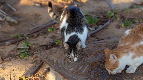 Ilustrasi kucing jalanan. Foto: Shutter Stock