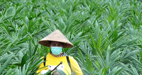 Ilustrasi Perkebunan PTPN. Foto: PTPNIII.co.id