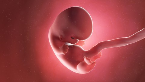 Ilustrasi janin 8 Minggu. Foto: Shutter Stock