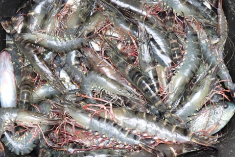 Udang masih menjadi unggulan ekspor dari sektor usaha perikanan budidaya. Foto: Dok. KKP