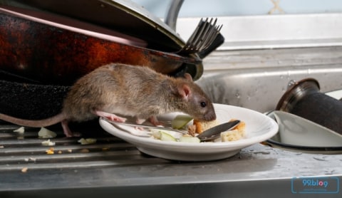 Waspada 5 Penyakit Yang Dibawa Tikus Ini Berbahaya Bagi Manusia Kumparan Com