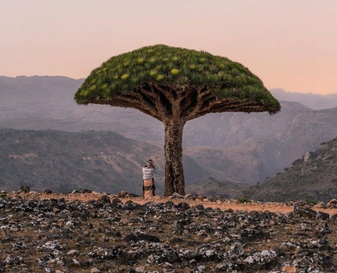 Pulau Socotra, Yaman Foto: Instagram: SocotraIsland