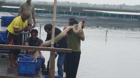 Presiden Jokowi (kedua kanan) panen udang di tambak rakyat di kawasan Muara Gembong, Bekasi, Jawa Barat. Foto: Yudhistira Amran Saleh/kumparan