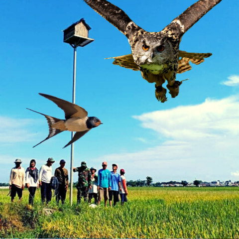 Menghindari Pertempuran Burung Hantu Vs Burung Walet Mengurai Dilema Petani Kumparan Com