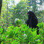 Kaisya Ahmadah