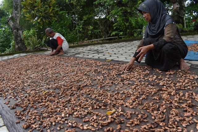 Petani menjemur biji kakao di Padas, Dagangan, Kabupaten Madiun, JawaTimur, Rabu (23/11). (Foto: Antara)