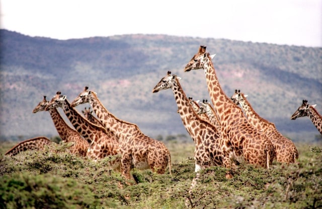Ilustrasi satwa di Afrika (Foto: Pixabaya)