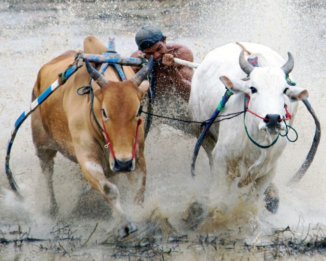 Karapan Sapi (Foto: Jhoparianto/Pixabay)