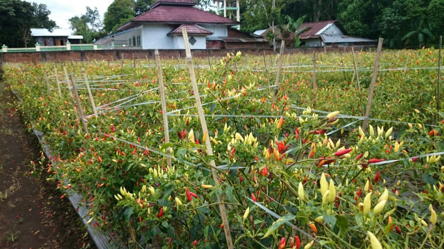 Lahan tanaman cabai  (Foto: Ditjen Hortikultura Kementerian Pertanian)
