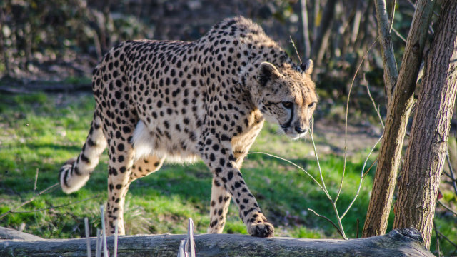 Cheetah terancam punah (Foto: Lanzeppelin/pixabay)