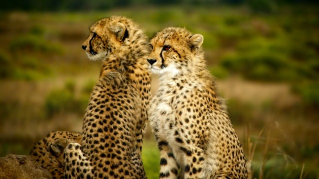 Cheetah, satwa liar yang terancam punah (Foto: tpsdave/pixabay)
