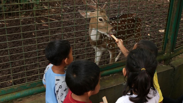 Anak-anak sedang memberi makan rusa. (Foto: Fanny Kusumawardhani/kumparan)