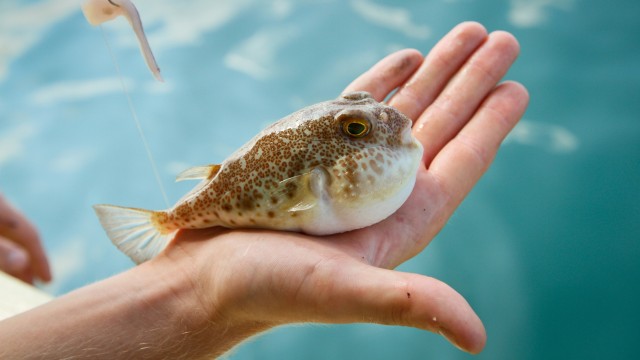 Fugu. Hati-hati ya memakannya (Foto: Dok. Thinkstock)