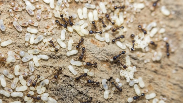 Escamole biasanya dari larva semut akar agave. (Foto: Dok. Thinkstock)