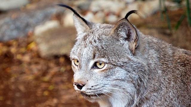 Kucing Lynx Kanada di sebuah kebun binatang. (Foto: Wikimedia Commons)