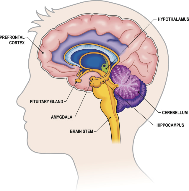 Prefrontal Cortex (Foto: Jambojam/Thinkstock)