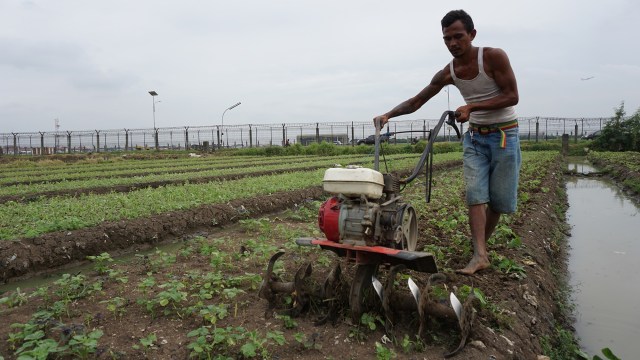 Petani pria di area sawah dekat bandara. (Foto: Aditia Noviansyah/kumparan)