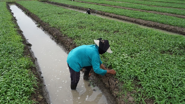 Petani di dekat bandara sedang menyiangi sawah. (Foto: Aditia Noviansyah/kumparan)