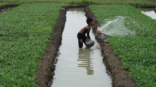 Anak sang petani pun tidak mau kalah. (Foto: Aditia Noviansyah/kumparan)