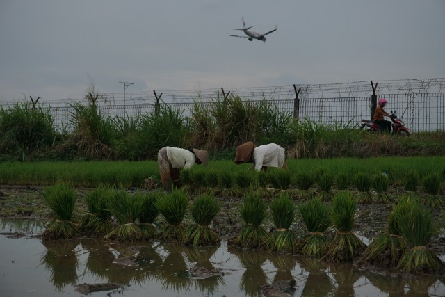 Pesawat terbang di atas para petani. (Foto: Aditia Noviansyah/kumparan)