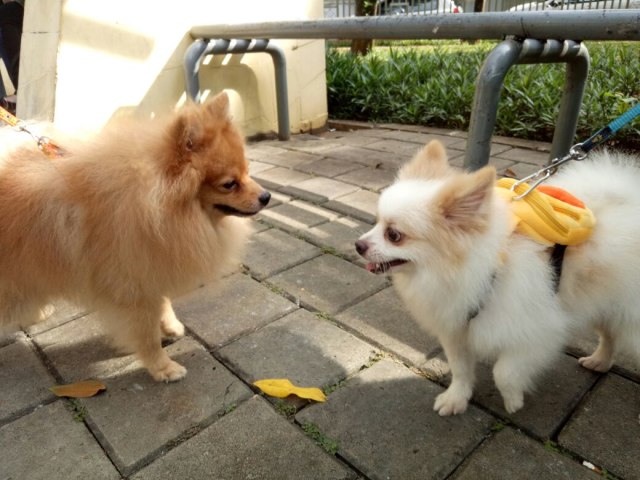 Dua ekor anjing Chihuahua (Foto: Wahyuni Sahara/kumparan)
