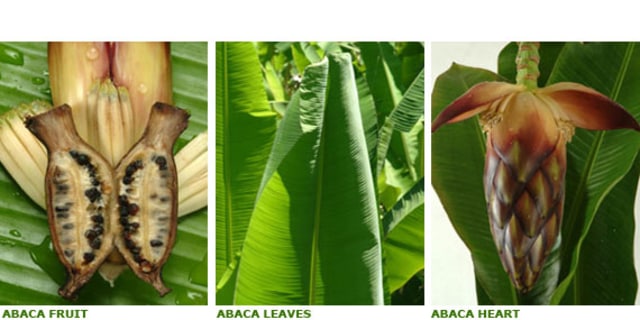 Abaka, Si Pisang Serba Bisa (4)