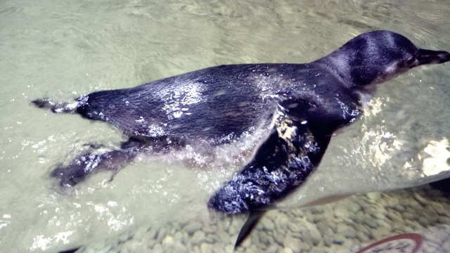 Penguin sedang berenang. (Foto: Aria Pradana/kumparan)