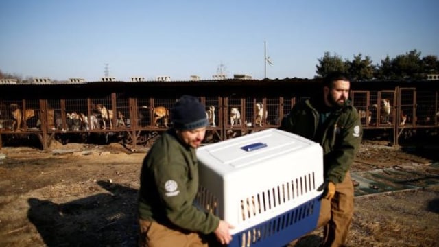 Aktivis dari Human Society International (HSI) (Foto: Kim Hong-Ji/REUTERS)