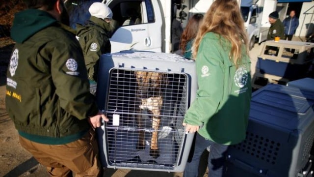 HSI akan membawa anjing tersebut ke AS (Foto: Kim Hong-Ji/REUTERS)