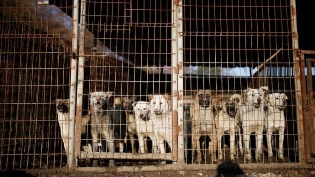 Ratusan anjing hendak dijadikan makanan (Foto: Kim Hong-Ji/REUTERS)